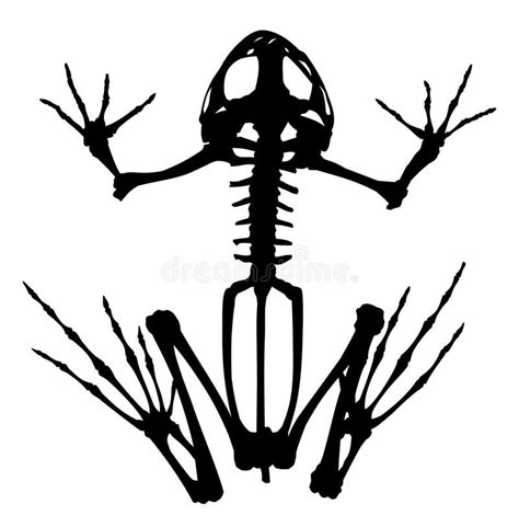 Frog Skeleton 2 Stock Illustration Illustration Of Animal 1024795