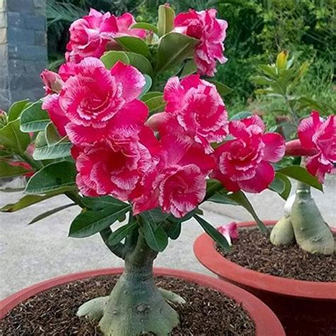 Buy Adenium Plant Desert Rose Grafted Any Color Plant Online From Nurserylive At Lowest Price