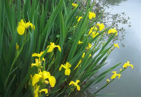 Yellow Flag Iris 9cm Pots Iris Pseudacorus Uk Delivery Naturescape