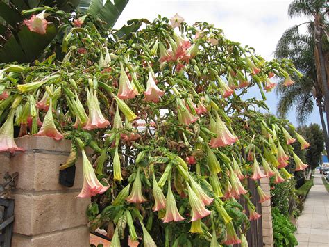 The large purple flowers of the purple angel trumpet plant are a datura, or some call it a brugmansia that has poisonous leaves and flowers that are deadly to eat. » Brugmansia and Datura: Beauty and Power