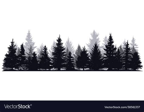 Pine Trees Silhouettes Evergreen Coniferous Vector Image