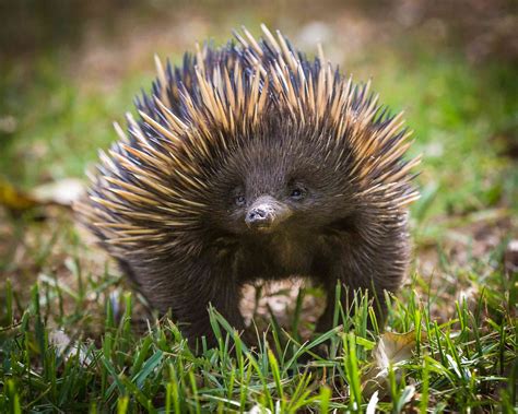 12 Facts About The Strange And Spiky Echidna