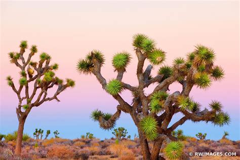 Check spelling or type a new query. Framed Photo Print of JOSHUA TREE NATIONAL PARK COLOR ...