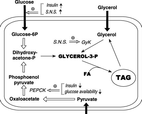 Triglycerides Synthesis