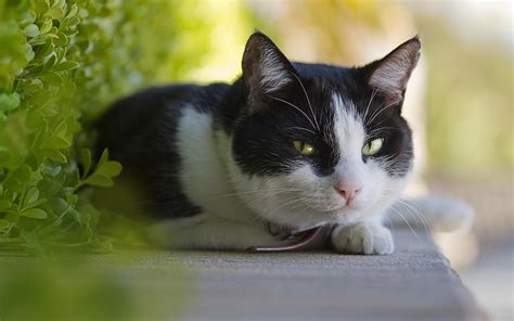 Follow the vibe and change your wallpaper every day! cute cats wallpapers for desktop - HD Desktop Wallpapers ...