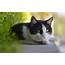 Cute Cats Wallpapers For Desktop  HD 4k