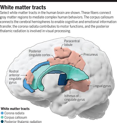 White Matter And Human Behavior Science