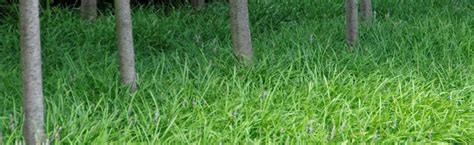 Maybe you would like to learn more about one of these? Low Maintenace, Shade Tolerant Groundcover for Florida ...