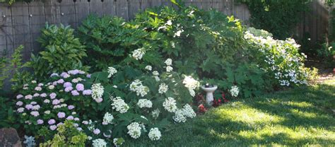 This plant is sometimes confused with hydrangea macrophylla because of their similar flowers. Heady, High-Drama Hydrangeas for the North State Summer ...