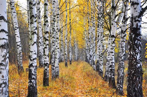 High Resolution Birch Tree Wallpaper Carrotapp