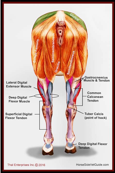Horse Back Muscles Anatomy / Horse Anatomy And Muscle Pictures Stretch