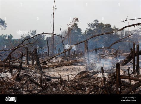 Deforestation In Kenema District Sierra Leone Stock Photo Alamy