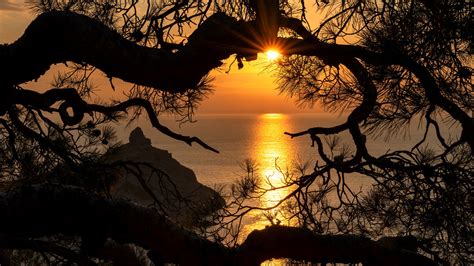 Sunbeam Between Pine Tree Branches And Sea With Rock During Sunset