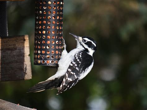 Types Of Woodpeckers In New York Complete Guide Bird Fact