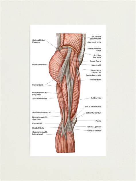 Anatomy Of Human Thigh Muscles Anterior View Photographic Print For