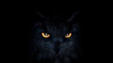 Owl Dark Glowing Eyes Hd Artist 4k Wallpapers Images Backgrounds