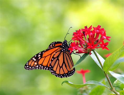 Monarch Butterfly On Flower Photograph By Photo By Cathy Scola Pixels