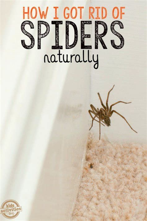 Essential oils like spearmint, peppermint, citronella and rose all are effective at both killing black widows and repelling them. How To Keep Spiders Away From Your House | Natural spider ...