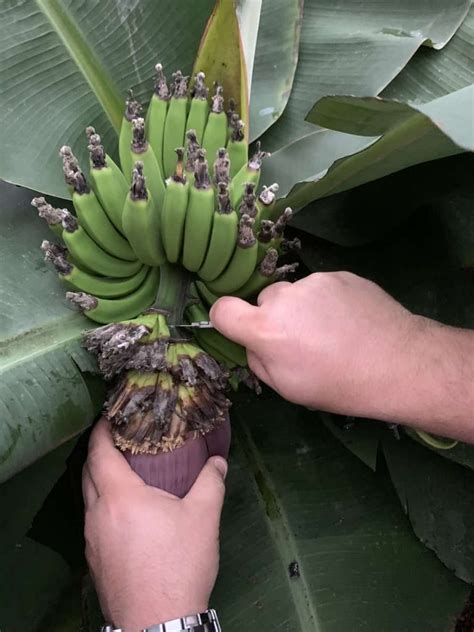 Day 17 Banana Tree Fruiting Progress Gails Aquaponic Garden