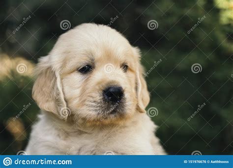 Golden Retriever Puppy Closeup Outdoors Portrait One
