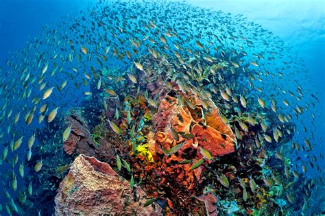 St Lucia Anse Chastanet Resort Reef Environmental Education