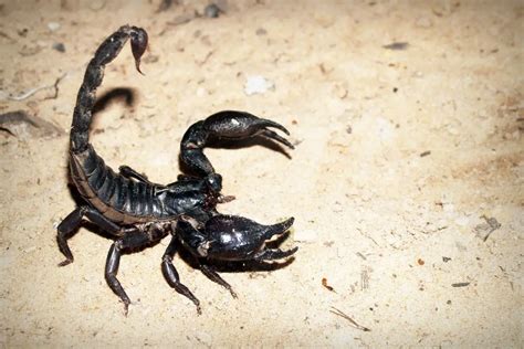 18 Different Types Of Scorpions Naturenibble