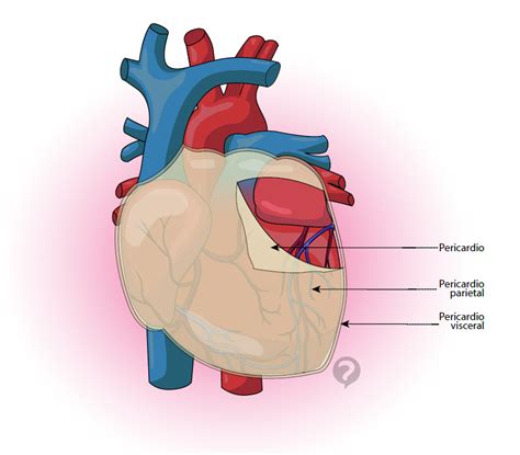 Pericardio Membrana Serosa Que Recubre El Sistema Cardiovascular
