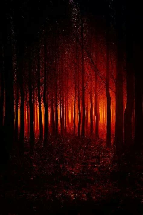 Red Forest Forest Pictures Beautiful Nature Halloween Pictures