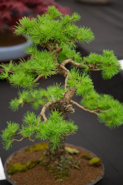 Miniature Japanese Bonsai Tree Free Stock Photo - Public ...