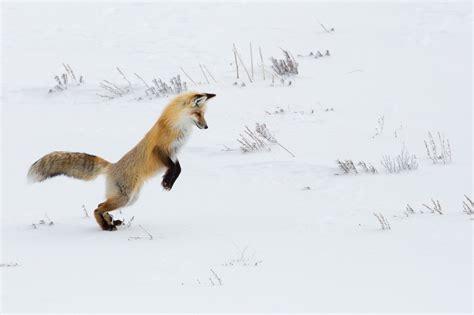 Hunting Fox Free Stock Photo Public Domain Pictures