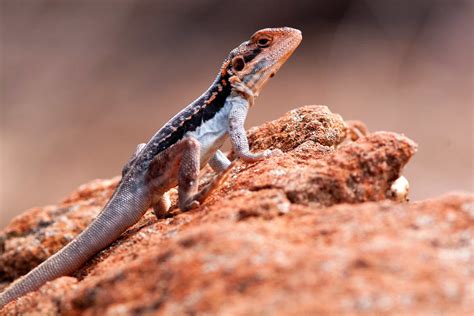 Hundreds of Australian lizard species are barely known to science. Many ...