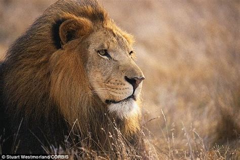 These animals are in grave danger of becoming extinct and although there are measures being taken they are currently at great risk. African lions to join the endangered species list | Daily ...