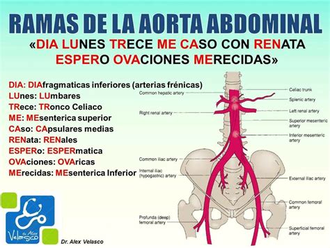 Ramas Aorta Abdominal Aorta Abdominal Anatomia Y Fisiologia Humana