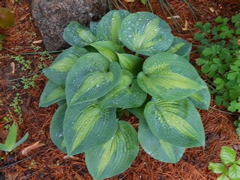 My friend and i went to her daughter's house that was literally covered in hosta's. Sproutsandstuff: Propagate Hostas without Breaking Your Back!