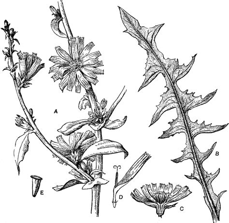 Common Chicory Clipart Etc
