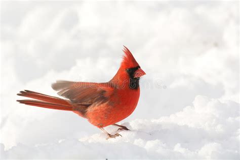 Male Winter Northern Cardinal Stock Photo Image Of Songbird Holiday