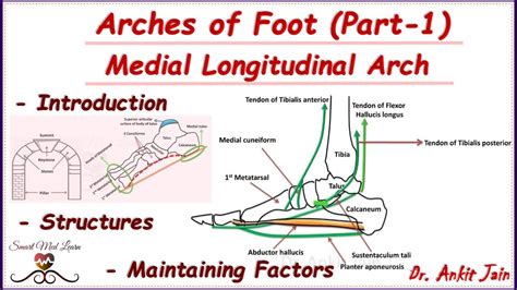 Arches Of Foot Part 1medial Longitudinal Archanatomy Structures