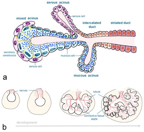 Schematic Representation Of The Salivary Glands Structure And Cellular