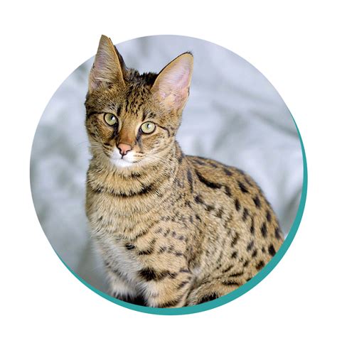 Savannah Cat Cat Breeds Breed Information Mad Paws