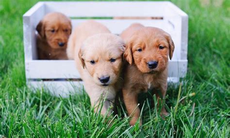 They will make good family companions and be a loving supportive part of your family. Un-Answered Issues With Golden Retrievers For Sale Near Me ...