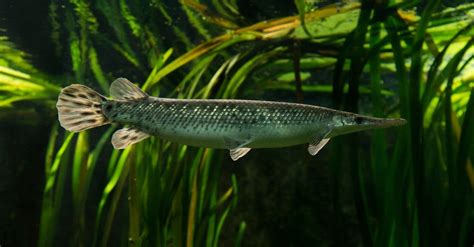 Florida Gar Fish Facts Lepisosteus Platyrhincus Az Animals
