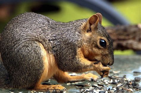 See more ideas about squirrel, cute squirrel, pet birds. Can I Shoot Squirrels In My Yard Texas - Fishing Boats Blog
