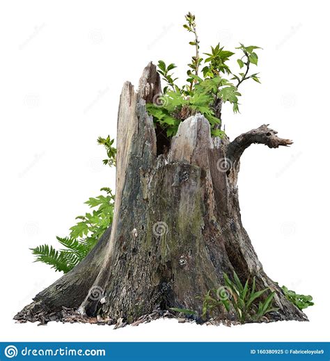 Cut Out Tree Stump Broken Tree With Green Foliage Stock Image Image