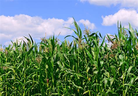 Crop Progress Farmers Plant 60 Of Nations Corn Crop In 3 Weeks