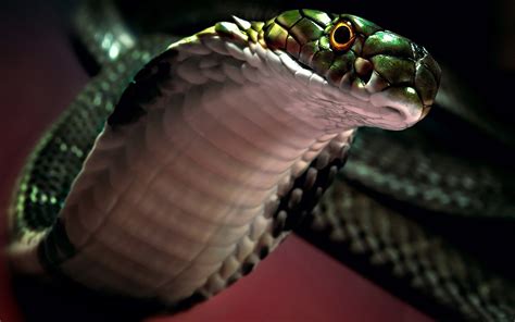 Snake wallpaper hd smart phone. Viper Snake Wallpaper (65+ pictures)