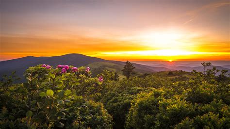 Sunset Rhododenrons Blooming View From Roan Mountain To