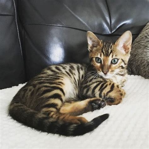 Bengal · fort collins, co lelo is a sweet boy who would really like to be the only animal in the house. Bagaimana Perilaku Kucing Bengal dalam Kehidupan Sehari ...
