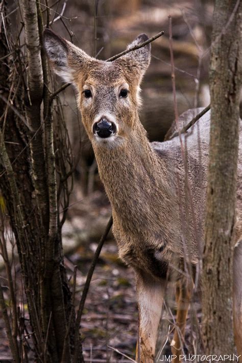 Framed Curious Whitetail Deer Lake Erie Metro Park Gibralt Flickr