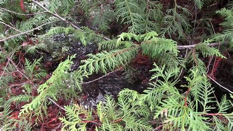 Janet is taking a hike in the woods with the kids. Take a Hike - YouTube
