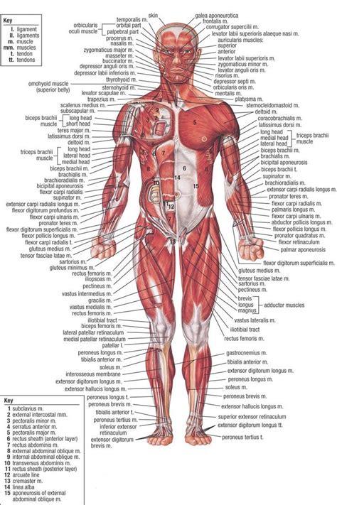 That's why we have compiled an anatomy glossary which explains. Complete Human Anatomy The Human Body On Pinterest Human ...